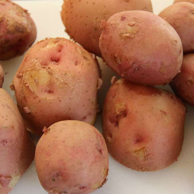 Potatoes 4